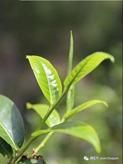 不同树龄的古树茶口感有什么差别? (5).jpg